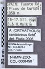 Etiketten zu Athous cantabricus (Schaufuss, 1861) (NHMW-ZOO-COL-0008450)